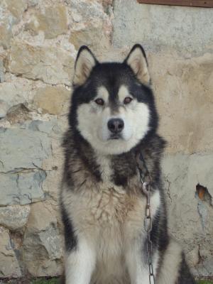 Be wolf and cool (dit amarok) of Mac Kinley Tribe