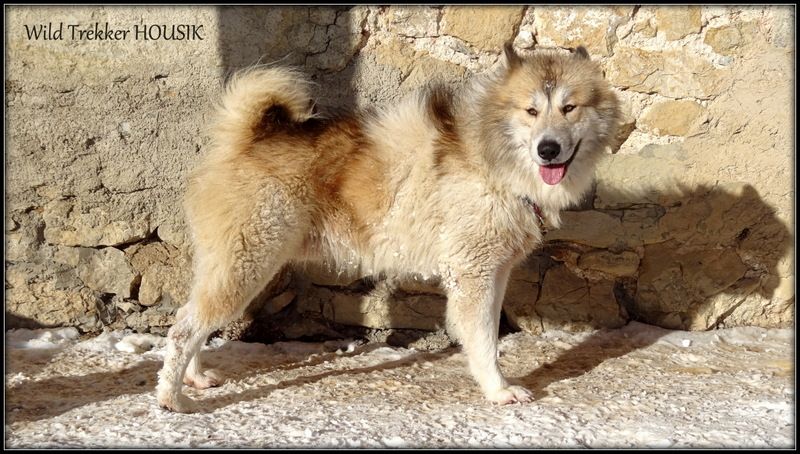 Wild Trekker Housik