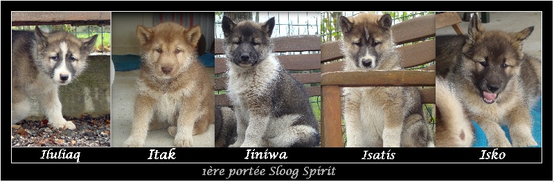 Sloog Spirit - Chien du Groenland - Portée née le 28/02/2013